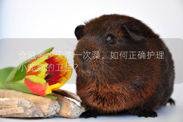 仓鼠多少天洗一次澡，如何正确护理小宠物的卫生？