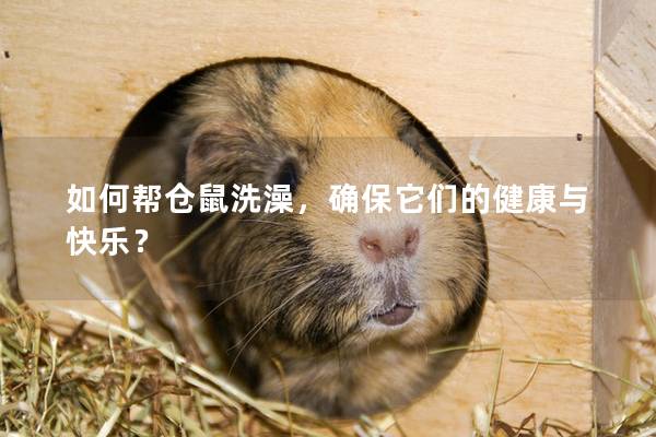如何帮仓鼠洗澡，确保它们的健康与快乐？