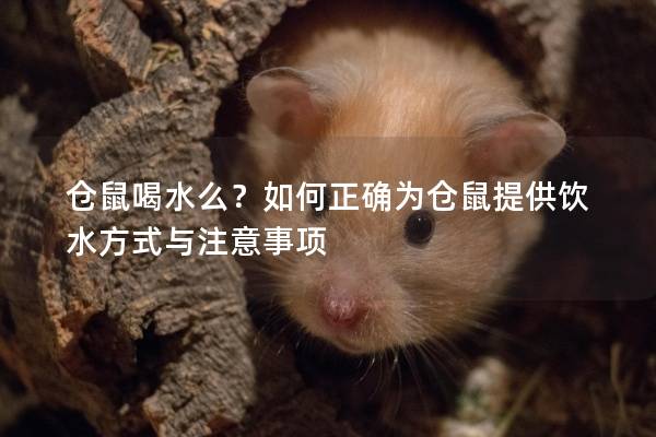 仓鼠喝水么？如何正确为仓鼠提供饮水方式与注意事项
