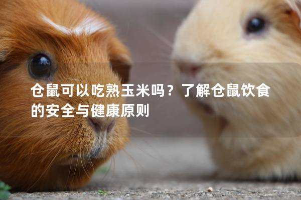 仓鼠可以吃熟玉米吗？了解仓鼠饮食的安全与健康原则
