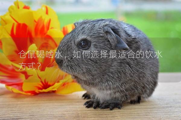仓鼠喝啥水，如何选择最适合的饮水方式？