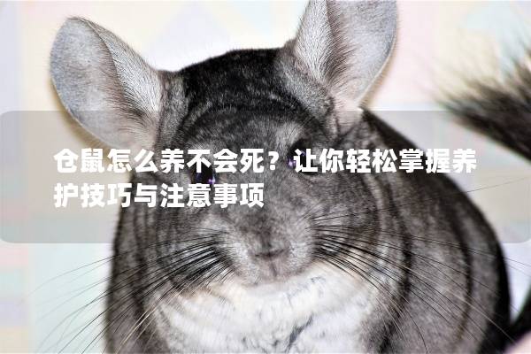 仓鼠怎么养不会死？让你轻松掌握养护技巧与注意事项