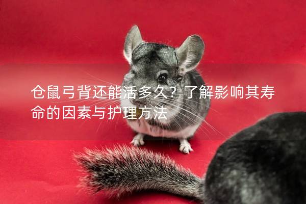 仓鼠弓背还能活多久？了解影响其寿命的因素与护理方法