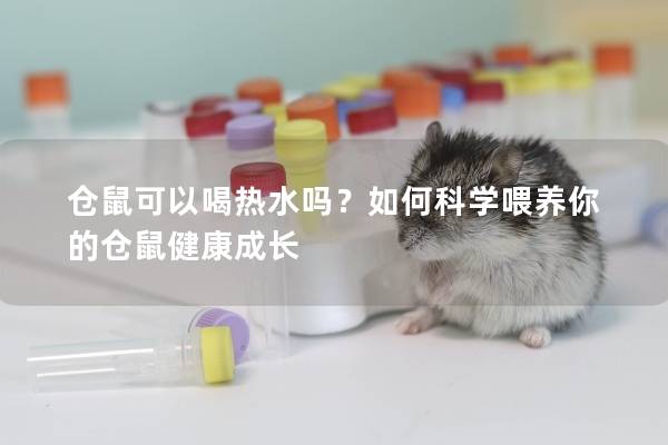 仓鼠可以喝热水吗？如何科学喂养你的仓鼠健康成长