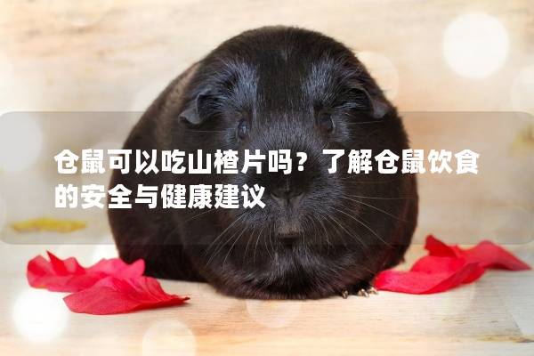 仓鼠可以吃山楂片吗？了解仓鼠饮食的安全与健康建议