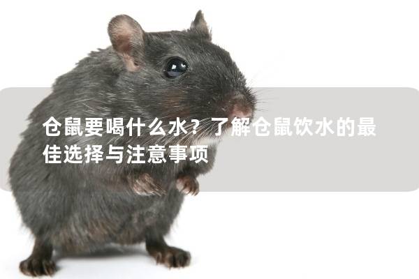 仓鼠要喝什么水？了解仓鼠饮水的最佳选择与注意事项