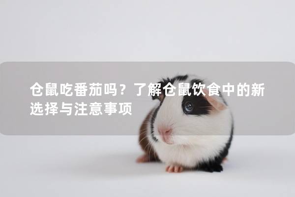 仓鼠吃番茄吗？了解仓鼠饮食中的新选择与注意事项