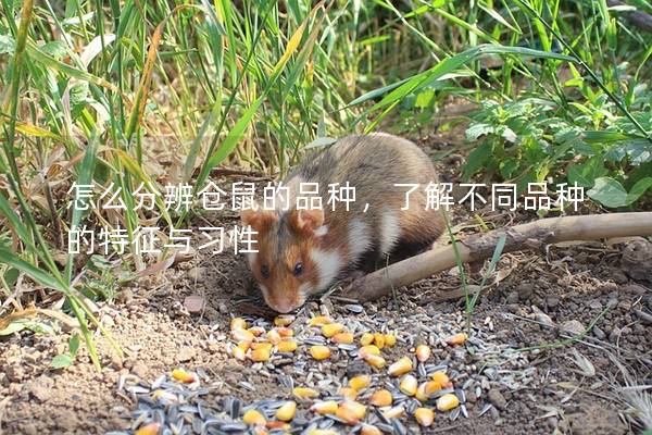 怎么分辨仓鼠的品种，了解不同品种的特征与习性