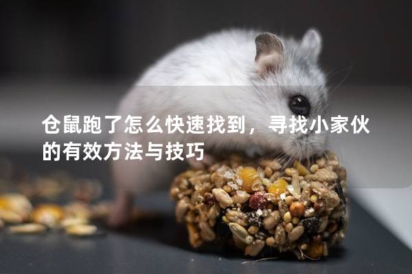 仓鼠跑了怎么快速找到，寻找小家伙的有效方法与技巧
