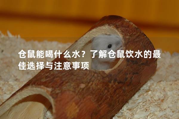 仓鼠能喝什么水？了解仓鼠饮水的最佳选择与注意事项