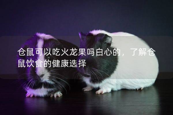 仓鼠可以吃火龙果吗白心的，了解仓鼠饮食的健康选择