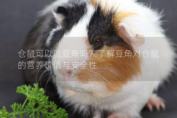 仓鼠可以吃豆角吗？了解豆角对仓鼠的营养价值与安全性