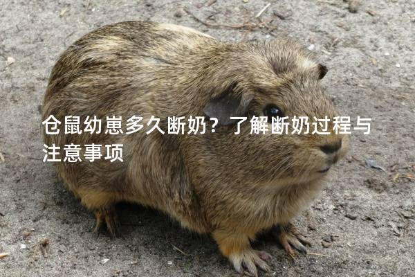 仓鼠幼崽多久断奶？了解断奶过程与注意事项