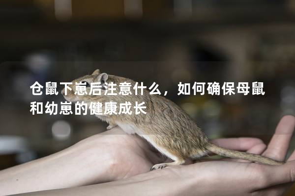 仓鼠下崽后注意什么，如何确保母鼠和幼崽的健康成长