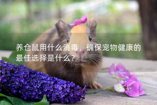 养仓鼠用什么消毒，确保宠物健康的最佳选择是什么？