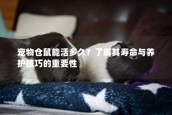 宠物仓鼠能活多久？了解其寿命与养护技巧的重要性