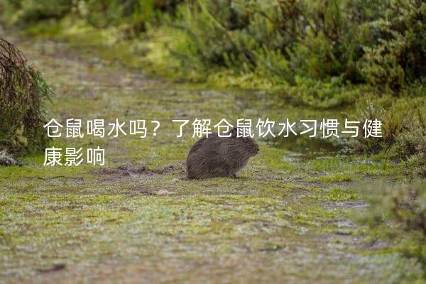 仓鼠喝水吗？了解仓鼠饮水习惯与健康影响