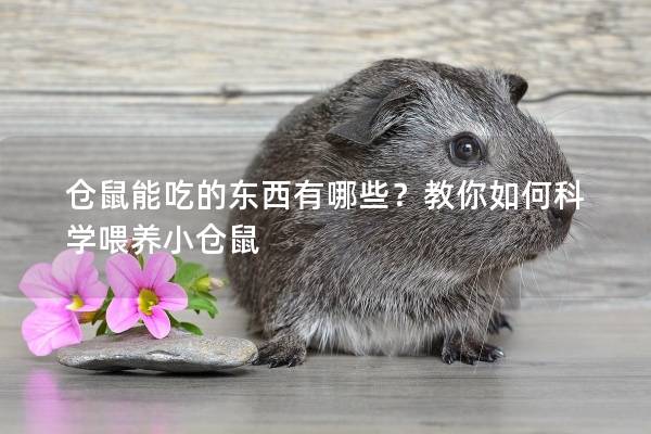 仓鼠能吃的东西有哪些？教你如何科学喂养小仓鼠