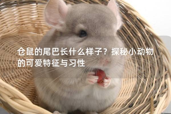 仓鼠的尾巴长什么样子？探秘小动物的可爱特征与习性