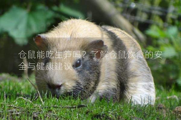 仓鼠能吃生笋吗？了解仓鼠饮食的安全与健康建议