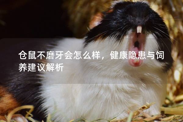 仓鼠不磨牙会怎么样，健康隐患与饲养建议解析