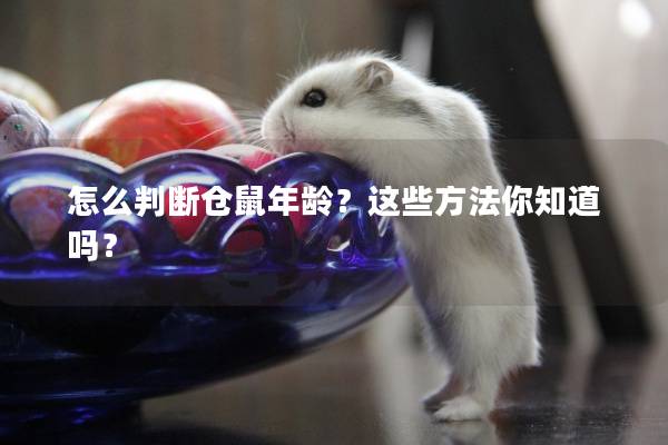 怎么判断仓鼠年龄？这些方法你知道吗？