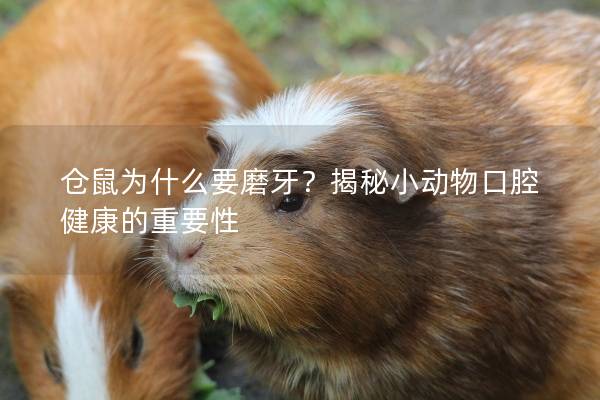 仓鼠为什么要磨牙？揭秘小动物口腔健康的重要性