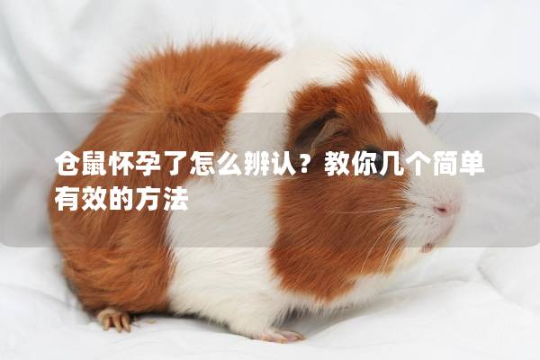 仓鼠怀孕了怎么辨认？教你几个简单有效的方法