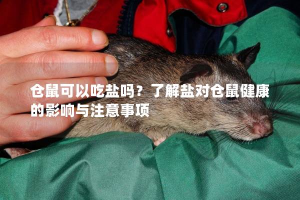 仓鼠可以吃盐吗？了解盐对仓鼠健康的影响与注意事项