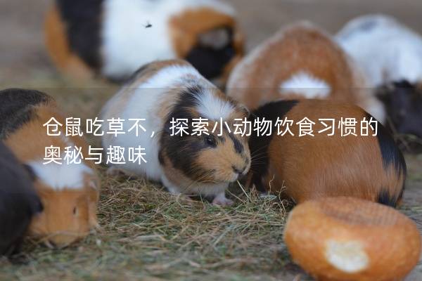 仓鼠吃草不，探索小动物饮食习惯的奥秘与趣味