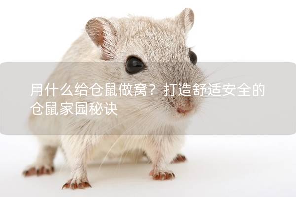 用什么给仓鼠做窝？打造舒适安全的仓鼠家园秘诀
