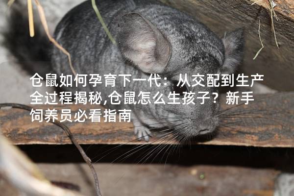 仓鼠如何孕育下一代：从交配到生产全过程揭秘,仓鼠怎么生孩子？新手饲养员必看指南