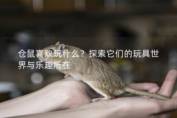仓鼠喜欢玩什么？探索它们的玩具世界与乐趣所在