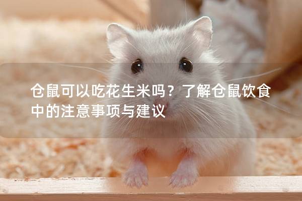 仓鼠可以吃花生米吗？了解仓鼠饮食中的注意事项与建议