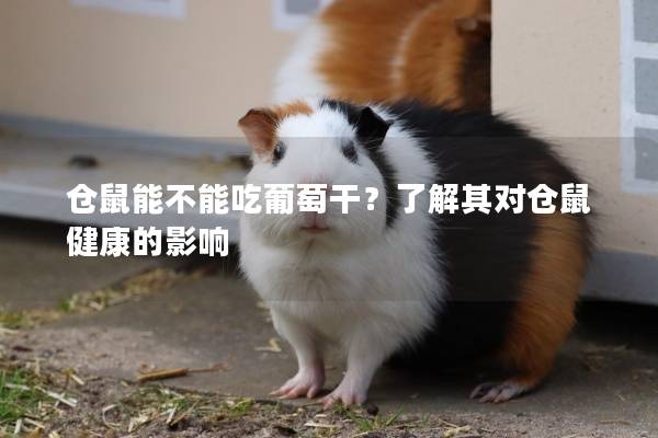仓鼠能不能吃葡萄干？了解其对仓鼠健康的影响