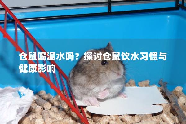 仓鼠喝温水吗？探讨仓鼠饮水习惯与健康影响