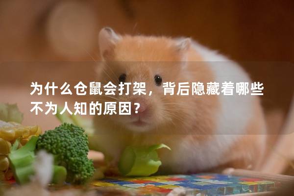 为什么仓鼠会打架，背后隐藏着哪些不为人知的原因？