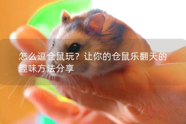 怎么逗仓鼠玩？让你的仓鼠乐翻天的趣味方法分享
