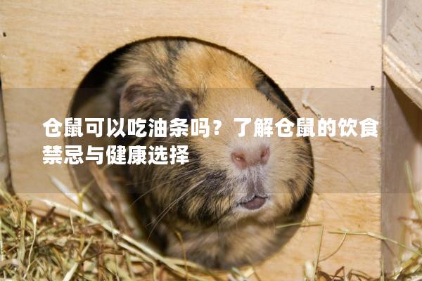 仓鼠可以吃油条吗？了解仓鼠的饮食禁忌与健康选择