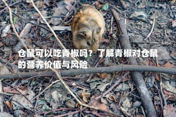 仓鼠可以吃青椒吗？了解青椒对仓鼠的营养价值与风险