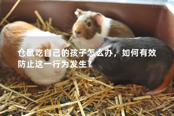 仓鼠吃自己的孩子怎么办，如何有效防止这一行为发生？