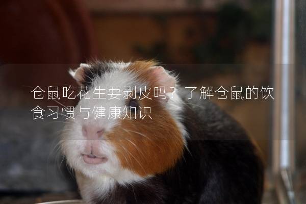 仓鼠吃花生要剥皮吗？了解仓鼠的饮食习惯与健康知识