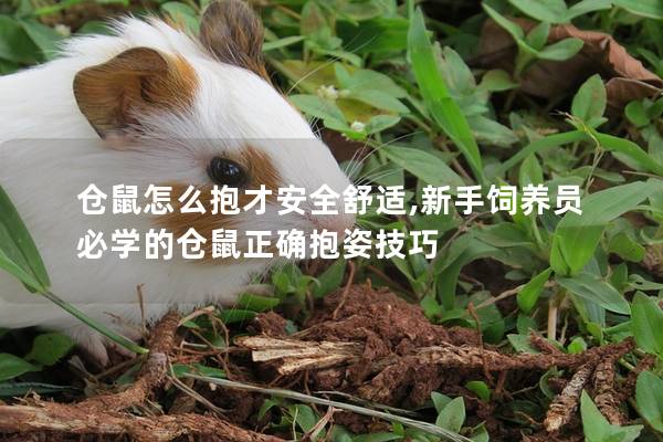 仓鼠怎么抱才安全舒适,新手饲养员必学的仓鼠正确抱姿技巧