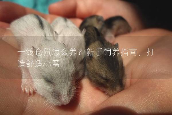 一线仓鼠怎么养？新手饲养指南，打造舒适小窝