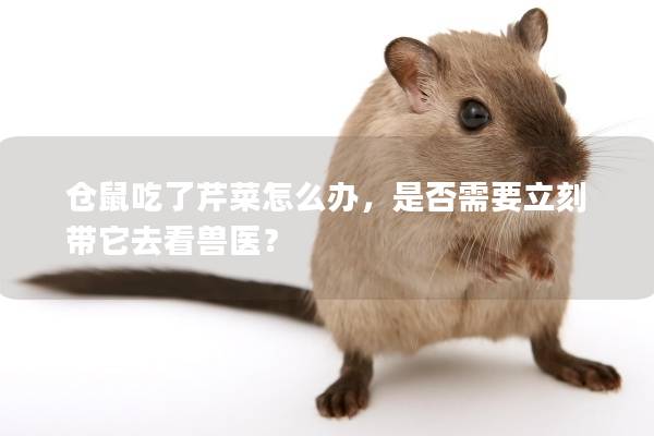 仓鼠吃了芹菜怎么办，是否需要立刻带它去看兽医？