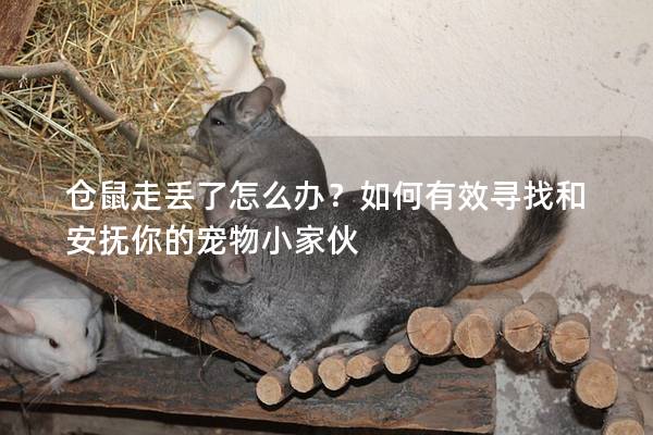仓鼠走丢了怎么办？如何有效寻找和安抚你的宠物小家伙
