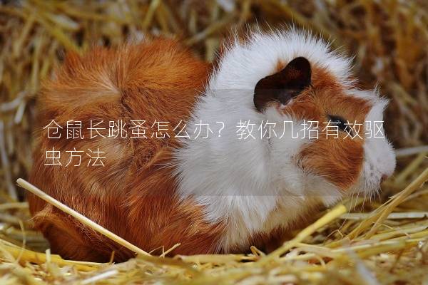 仓鼠长跳蚤怎么办？教你几招有效驱虫方法