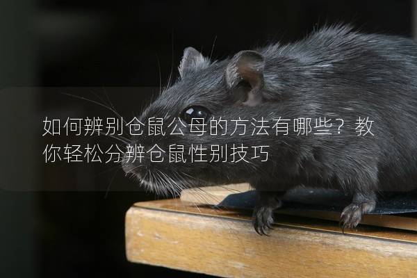 如何辨别仓鼠公母的方法有哪些？教你轻松分辨仓鼠性别技巧