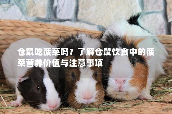 仓鼠吃菠菜吗？了解仓鼠饮食中的菠菜营养价值与注意事项