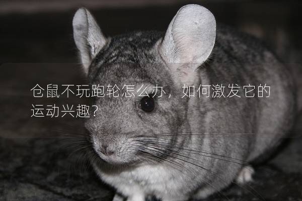 仓鼠不玩跑轮怎么办，如何激发它的运动兴趣？